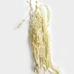 Amaranthus Bleached White