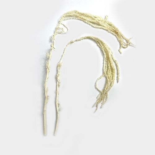 Amaranthus Bleached White