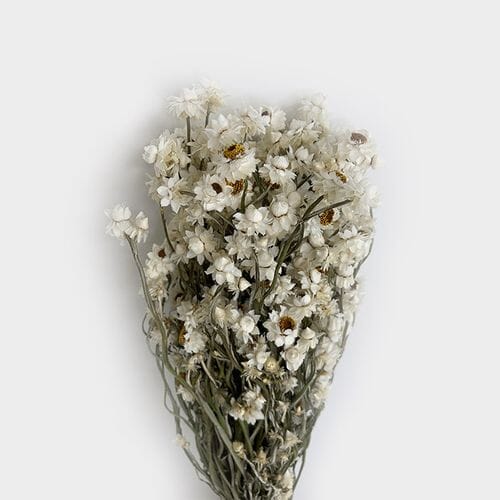 Wholesale flowers: Ammobium Dried Natural