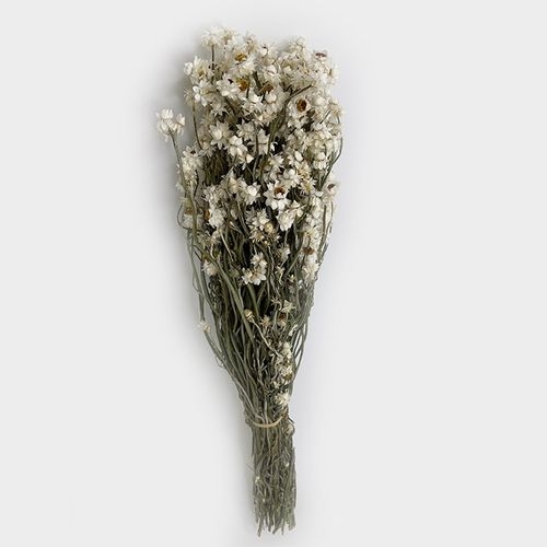 Ammobium Dried Natural - Wholesale - Blooms By The Box