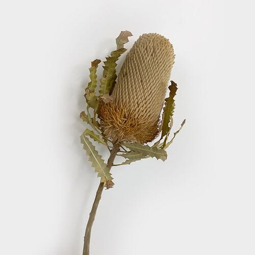 Wholesale flowers prices - buy Banksia Hookeriana Dried Natural in bulk