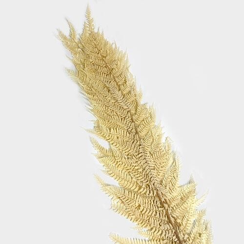 Wholesale flowers: Fern Preserved Bleached