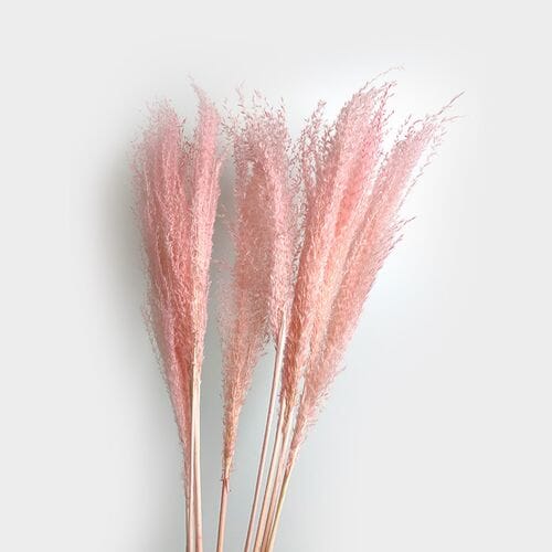 Pampas Grass Dried Hot Pink