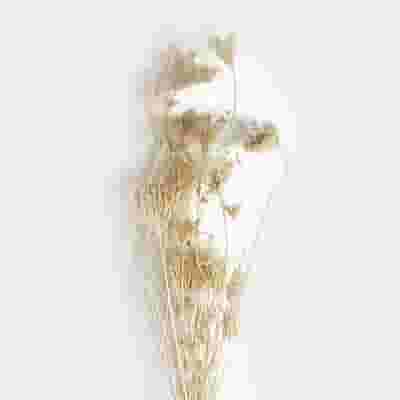 Fennel Dried Bleached