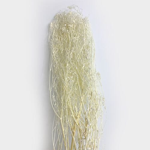 Wholesale flowers: Gypsophila Dried Bleached