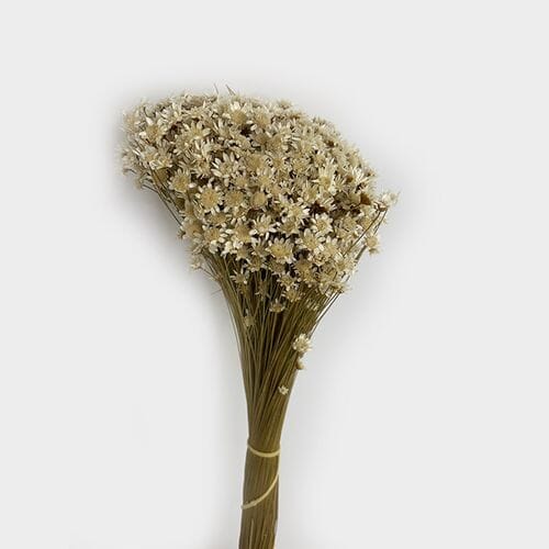 Wholesale flowers prices - buy Glixia Dried  Natural in bulk