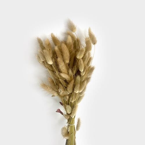 Wholesale flowers prices - buy Lagurus Natural Dried in bulk