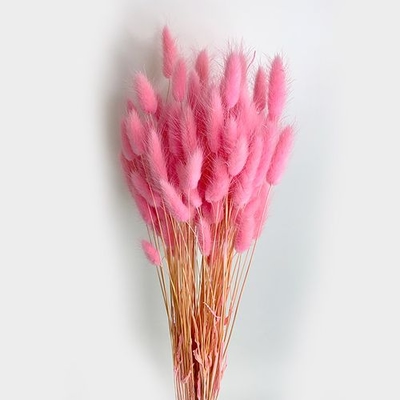 Lagurus Ovatus Preserved Pink