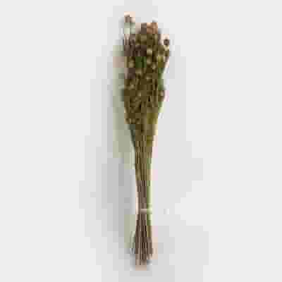 Nigela Damascena Dried Natural