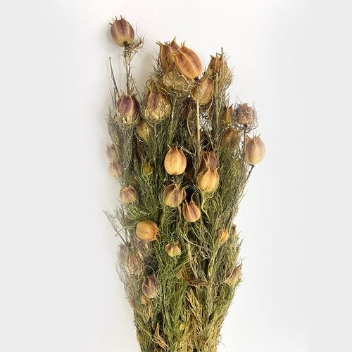 Wholesale flowers prices - buy Nigela Damascena Dried Natural in bulk