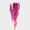 Pampas Grass Dried Hot Pink