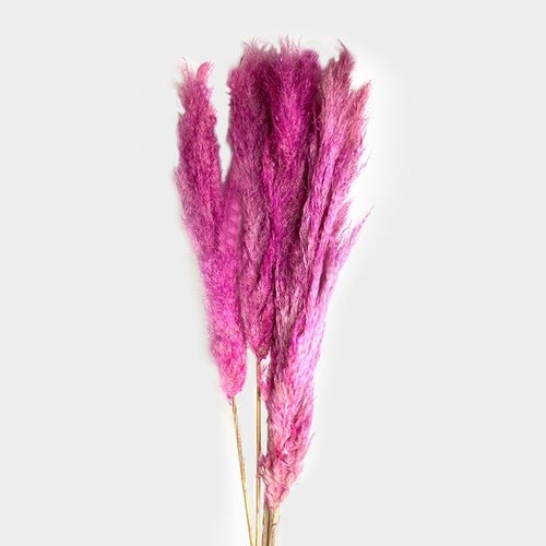 X-Large Dried Pampas Grass (3-4ft), Large Fluffy Plume - Hot Pink Magenta