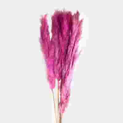 Pampas Grass Dried Hot Pink