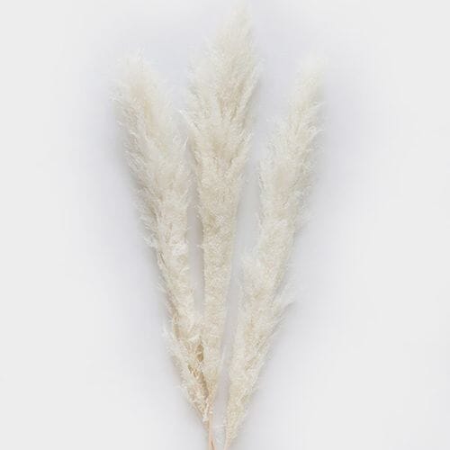 Pampas Grass Dried White