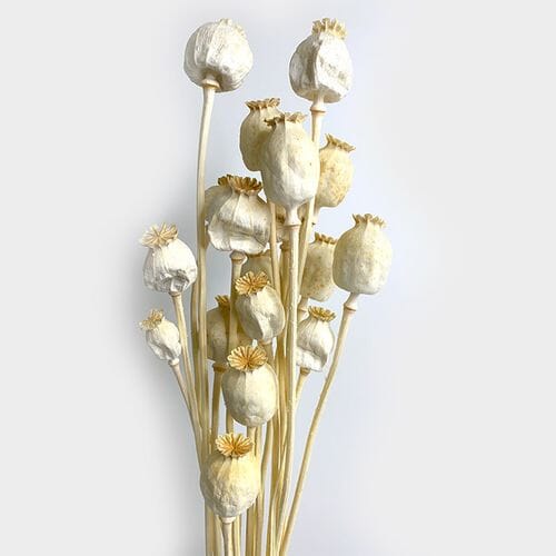 Wholesale flowers: Poppie Dried Bleached