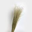 Stipa Grass Natural Dried