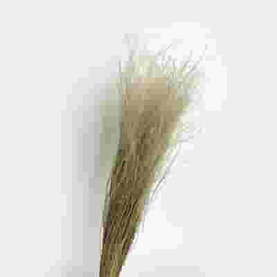 Stipa Grass Natural Dried