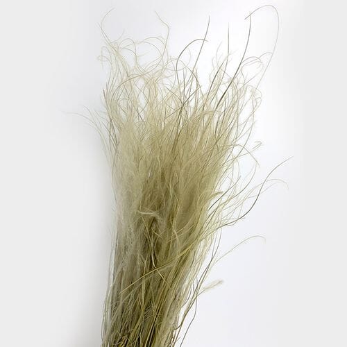 Stipa Grass Natural Dried