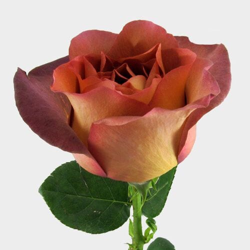 Bulk flowers online - Rose Coffee Break 60 Cm