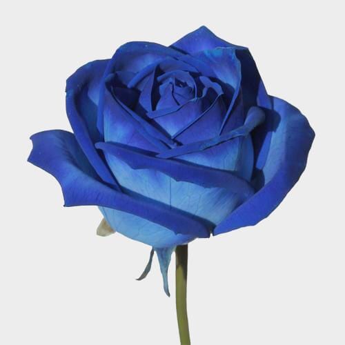 Wholesale flowers prices - buy Rose Blue Vendela  60 Cm in bulk