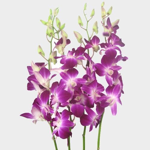 Bulk flowers online - Dendrobium Purple/white Bulk