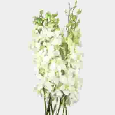 Dendrobium White Bulk