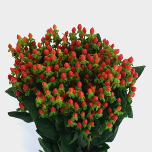 Bulk flowers online - Hypericum Red Bulk
