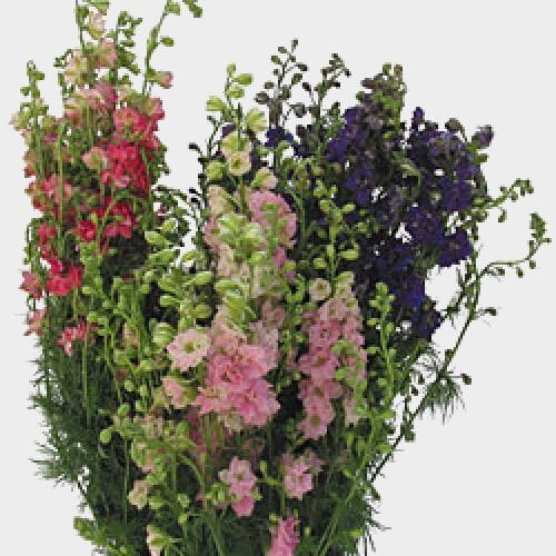 Wholesale flowers: Larkspur Assorted Bulk