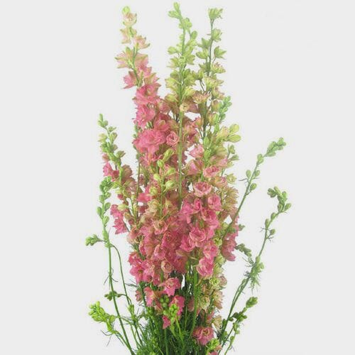 Wholesale flowers: Larkspur Pink Bulk
