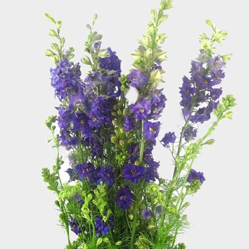 Larkspur - White - Delphinium