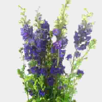 Larkspur Purple Bulk