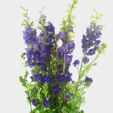 Larkspur Purple Bulk