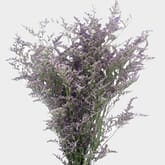 Limonium Blue Bulk