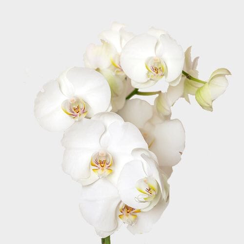 Wholesale flowers: Phalaenopsis White Bulk