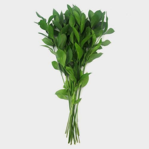 Ruscus Israel Bulk