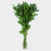 Ruscus Israel Bulk