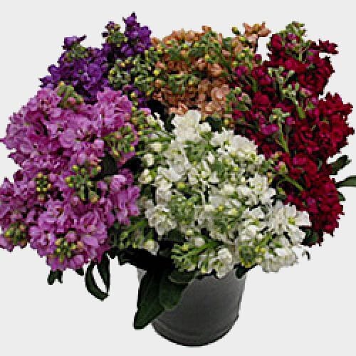 Bulk flowers online - Stock Assorted Bulk
