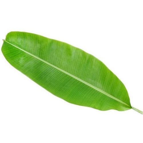 Banana Leaf Bulk