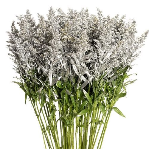 Wholesale flowers: Solidago Tinted Silver Bulk