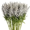 Solidago Tinted Silver Bulk