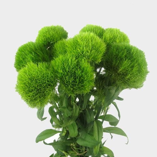Wholesale flowers: Dianthus Green Trick Bulk
