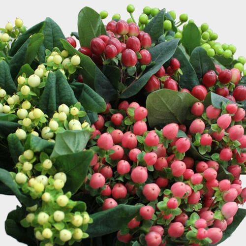 Wholesale flowers prices - buy Hypericum Holiday Pack Bulk in bulk