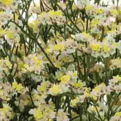 Limonium Sinensis White Bulk