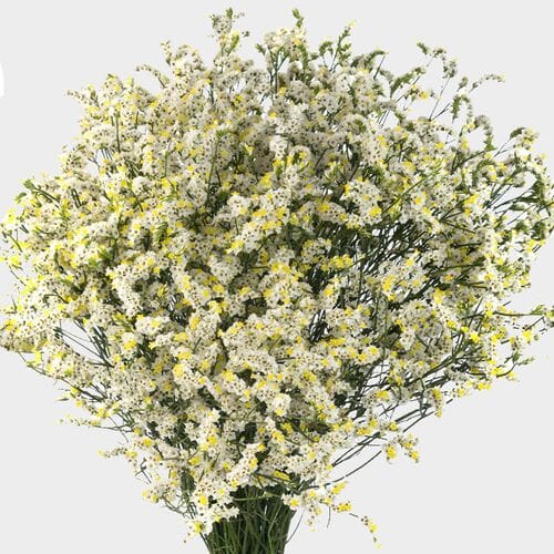Wholesale flowers prices - buy Limonium Sinensis White Bulk in bulk