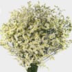 Limonium Sinensis White Bulk