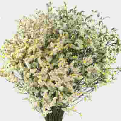 Limonium Sinensis White Bulk