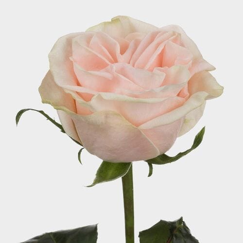 Wholesale flowers prices - buy Rose Wedding Spirit 50cm in bulk