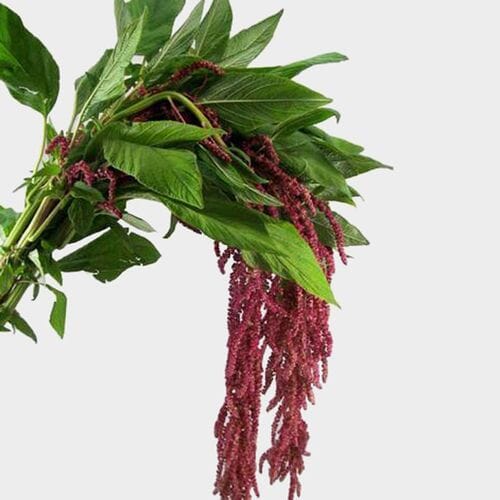 Wholesale flowers prices - buy Amaranthus Red Hanging 70cm in bulk