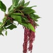 Amaranthus Red Hanging 70cm