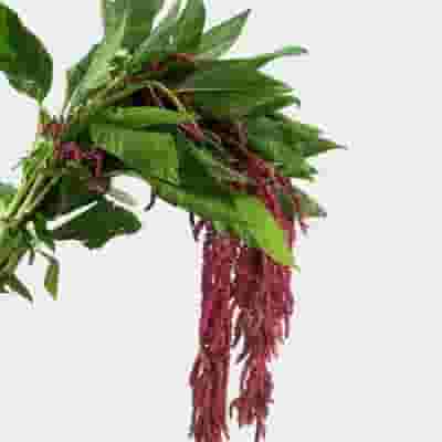 Amaranthus Red Hanging 70cm